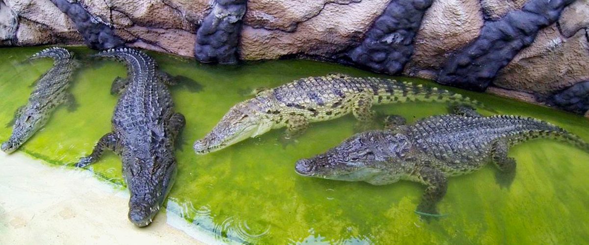 Лежбище крокодилов