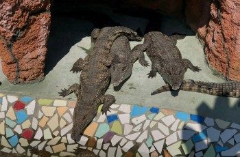 Крокодилы в логове