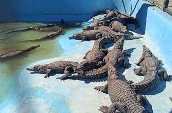 Много крокодилов