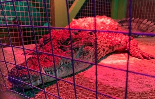 Крокодил в террариуме