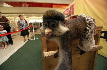 Выставка-зоопарк "Парад обезьян"