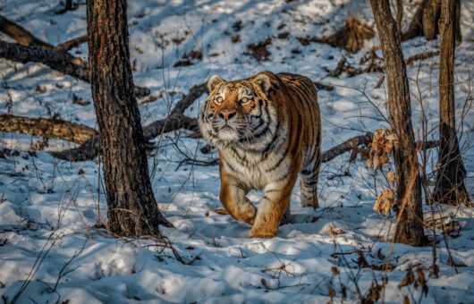 Амурский тигр Сихотэ-Алинь